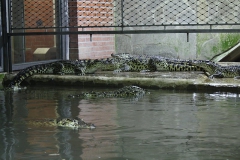 Krokodýlí ZOO Protivín